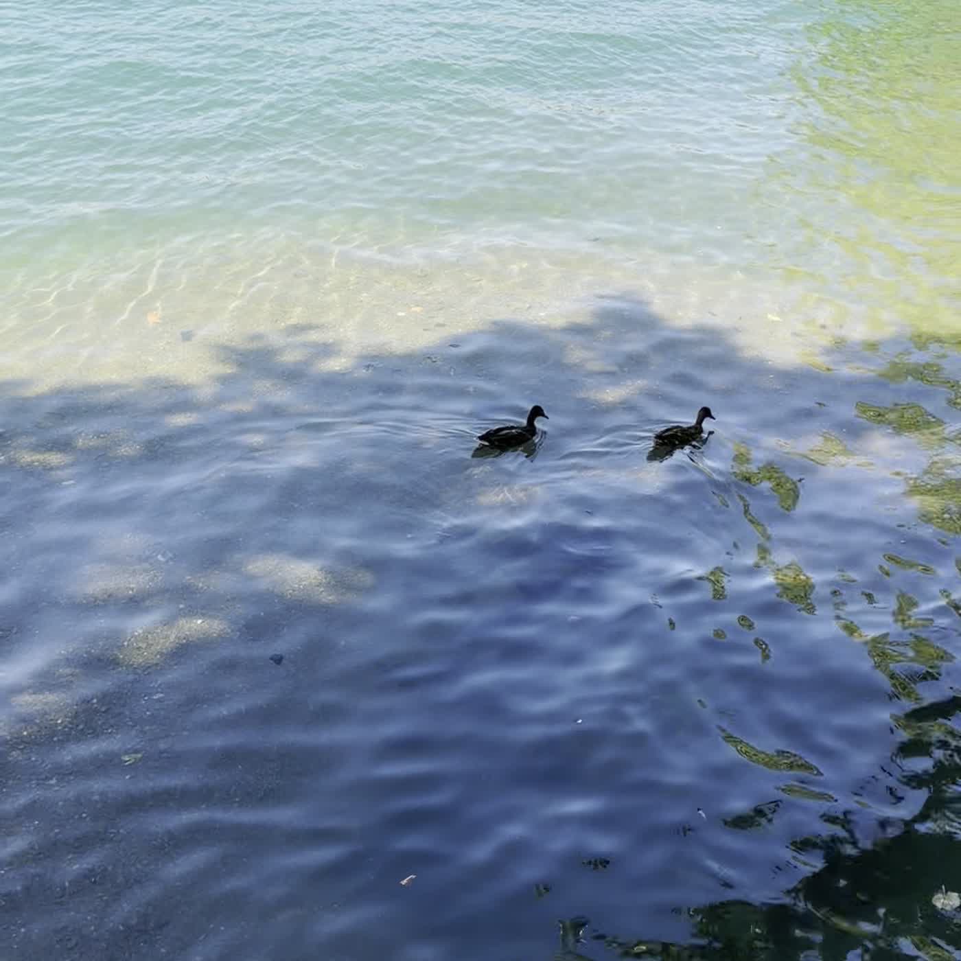 Two swans and a cygnet on green-blue water near a shaded stone shore