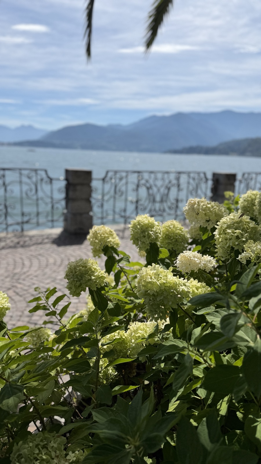 White hydrangeas on a lakeside wall with mountains across the water